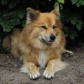 IJslandse Hond