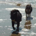 IJslandse Hond