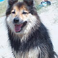 IJslandse Hond
