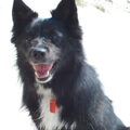 IJslandse Hond