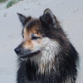 IJslandse Hond