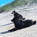IJslandse Hond