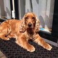 Engelse Cocker Spaniel