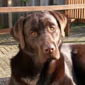 Labrador