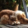 Engelse Cocker Spaniel