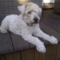 Irish Softcoated Wheaten Terriër