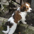 Kooikerhondje