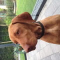 Vizsla (Hongaarse staande hond)