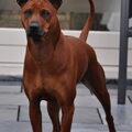 Thai Ridgeback