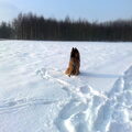 Tervuerense Herder