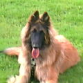 Tervuerense Herder