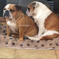 Engelse Bulldog
