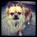 Chihuahua, langhaar