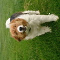 Kooikerhondje