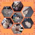 workshop TTouch voor honden