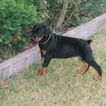 Dobermann