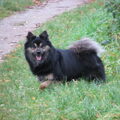 IJslandse Hond