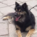 IJslandse Hond