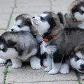 Alaskan Malamute