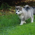 Alaskan Malamute