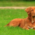 Nova Scotia Duck Tolling Retriever
