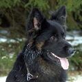 Oud Duitse Herdershond