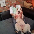 Zwitserse Witte Herdershond