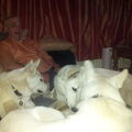 Zwitserse Witte Herdershond