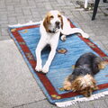 Engelse Pointer