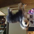 Bearded Collie