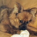 Keeshond, Dwerg