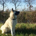 American Akita