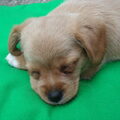 ons Puck
