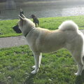 Great Japanese Dog