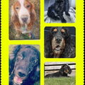 Engelse Cocker Spaniel
