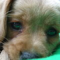 ons Puck
