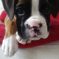 Boxer