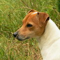 Jack Russell Terrier