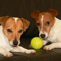 Jack Russell Terrier