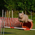 Irish Softcoated Wheaten Terriër