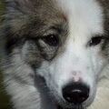 Thai Bankaew Dog