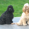 Amerikaanse Cockerspaniel