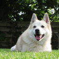 Noorse Buhund