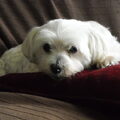 Maltezer