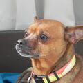 Dwergpinscher