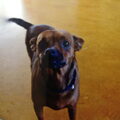 Dwergpinscher