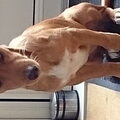 Podenco Canario