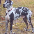 Duitse Dog