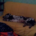 Duitse Dog