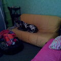 Duitse Dog